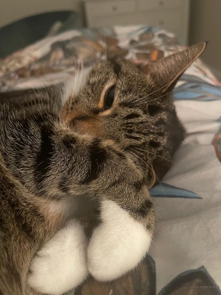 Tilly, the cat of Sophie from Sophie Seddon PR.